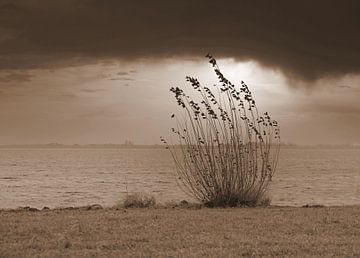 Struik in Zeeland van Jose Lok