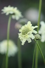 Flowers, white, nature