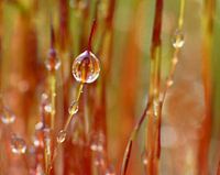 The Fire-Baptism (Moss with drops)