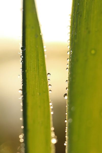 Dewdrops on reeds by Jan