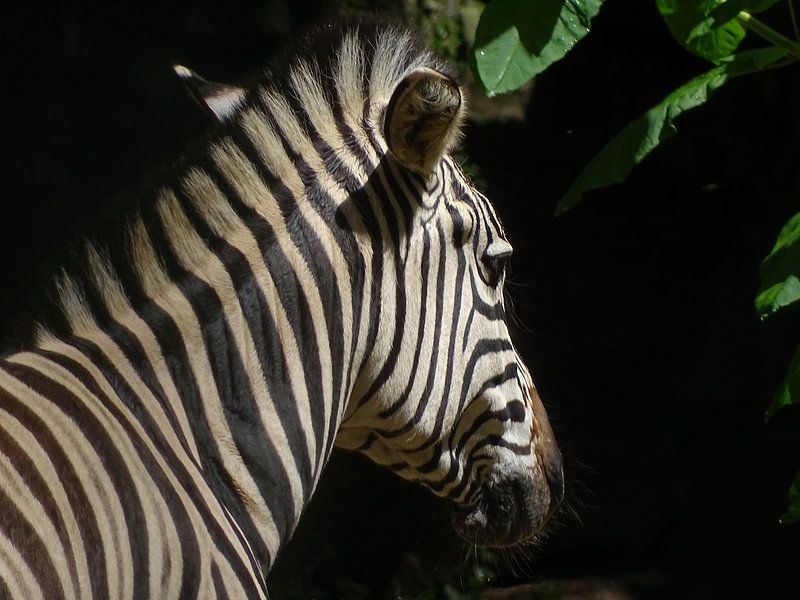 Zebra in de zon  van Sandra de Moree