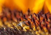 Dauwdruppel op zonnebloem