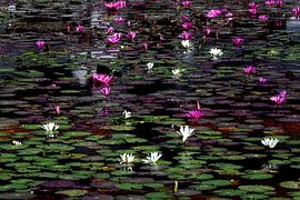 POND 1 by Miroslav Ptacek