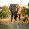 Éléphant dans la brousse de Timbavati, Afrique du Sud sur Teun Janssen