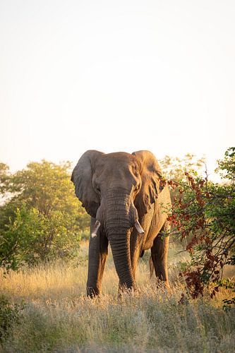 Elephant in the bush of Timbavati, South Africa by Teun Janssen