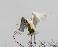 Spoonbill with nesting material