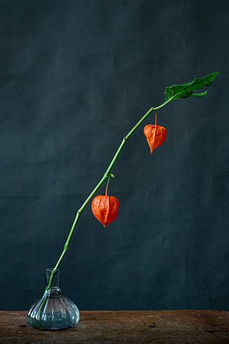 Foto print | lampionplant | Botanisch | Physalis philadelphica | Kleurrijke bloem