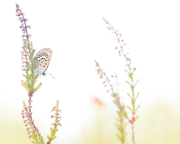 Schmetterling von Jan Linskens