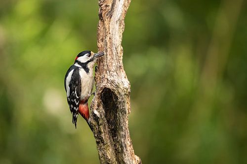 Woodpecker