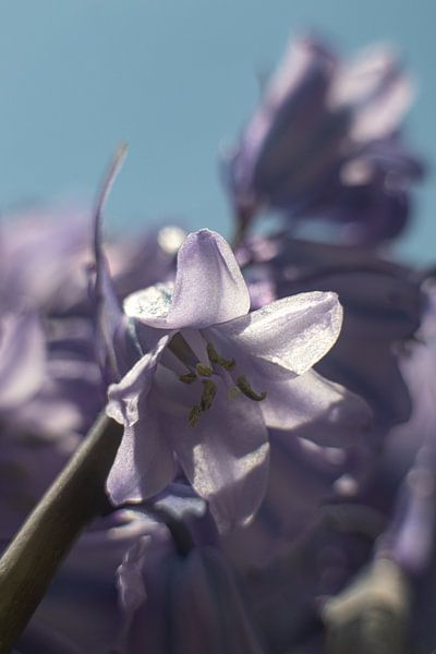 Eine Blüte einer Waldhyazinthe von Anne Ponsen
