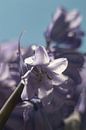 Eine Blüte einer Waldhyazinthe von Anne Ponsen Miniaturansicht