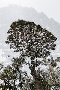Image botanique d'un arbre en Sicile