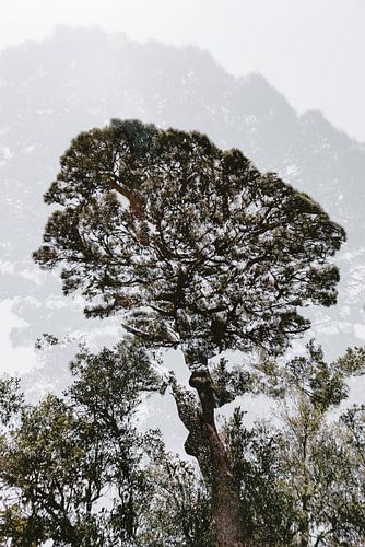 Botanisches Bild eines Baumes in Sizilien