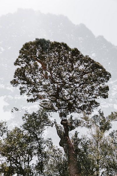 Botanical image of a tree in Sicily by Imaginative
