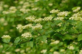 Fleurs du cornouiller rouge
