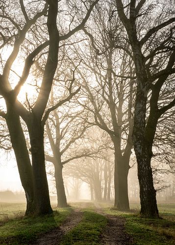 Matin brumeux