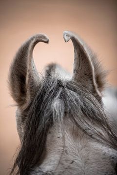 Photo de détail Oreilles de chevaux Marwari | Photographie de voyage sur Lotte van Alderen