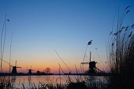 riet voor de kinderdijk molens