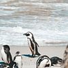 Pinguïns bij Boulders Beach, Zuid-Afrika van Suzanne Spijkers