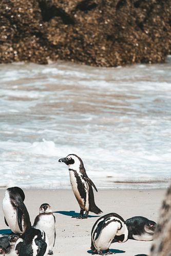 Penguins at Boulders Beach, South Africa