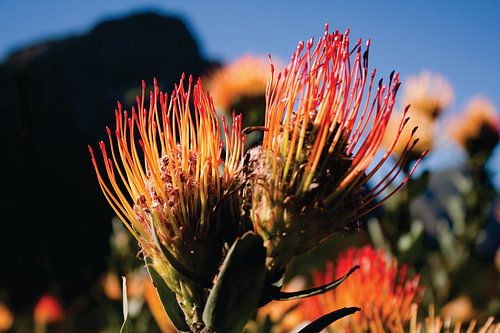 Fleur sud-africaine avec montagne en arrière-plan