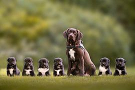 "Samen aan het Begin"  A Labrador with her puppies