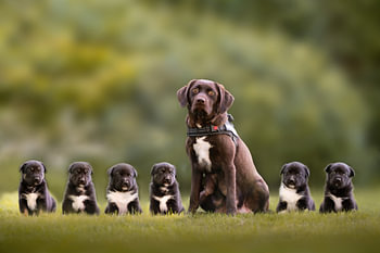 "Samen aan het Begin"  Labrador mit ihren Welpen