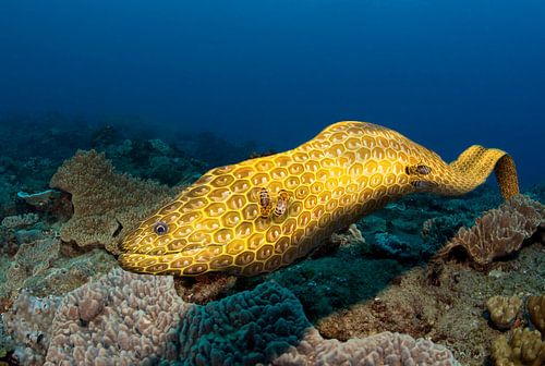 grands murs de filet / murène léopard