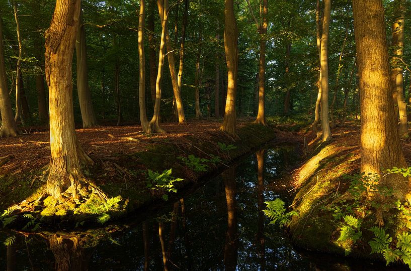 Sunrise in the forest (Netherlands) by Marcel Kerdijk