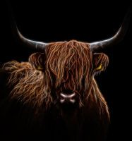 Scottish Highlander abstract