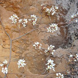 Blüte vor einem Hintergrund aus erdigen Farben von M de Vos