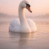 Élégant cygne dans la brume matinale aux couleurs pastel – Portrait paisible de la nature sur une eau calme sur Design Wall Arts