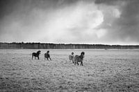 Wilde Exmoor Ponies