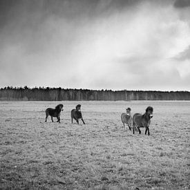 Wilde Exmoor Ponies van Lenslicht Fotografie