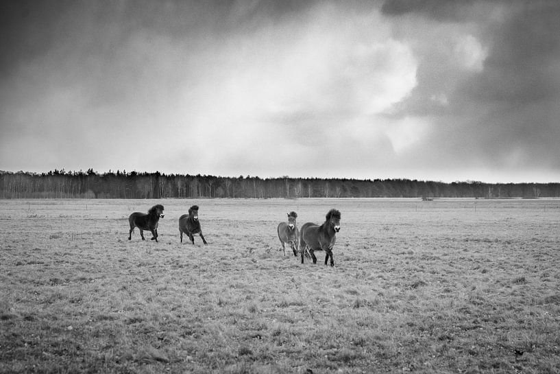 Wilde Exmoor Ponies par Lenslicht Fotografie