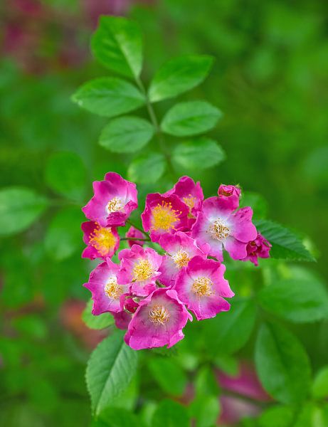 Paarse bloemen van een klimroos van ManfredFotos