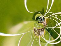 Spiral of growth