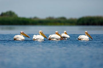 Pélicans dans le delta du Danube sur Roland Brack