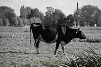 Vache à Woerdense Verlaat