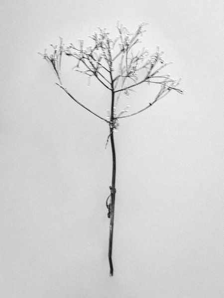 Amid the Flowers 21 by Teis Albers