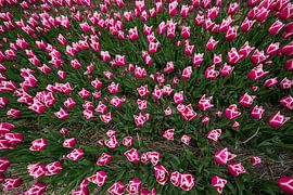Tulpenzwiebelfelder in Nordholland von Jeroen Stel