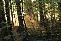 De ochtendzon door de bomen