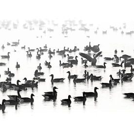 Geese in the fog. by Justin Sinner Pictures ( Fotograaf op Texel)