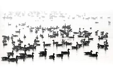 Geese in the fog. by Justin Sinner Pictures ( Fotograaf op Texel)