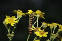 het nachtelijk leven van een rups