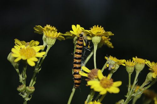 het nachtelijk leven van een rups