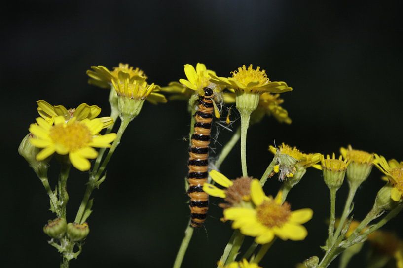 het nachtelijk leven van een rups by nikita van der Starre- Zagers