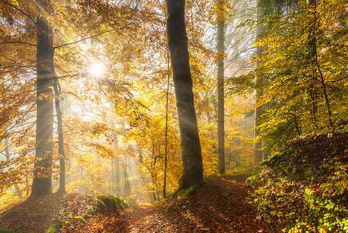 Sonnendurchfluteter Herbstwald von Daniela Beyer