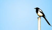 sitting bird zeeland