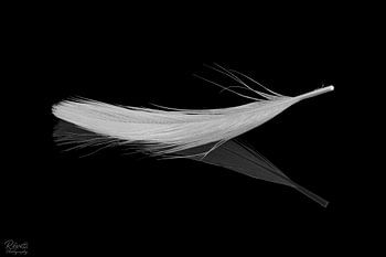 Fine-art photograph of a feather in black and white